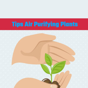 Tips Air Purifying Plants